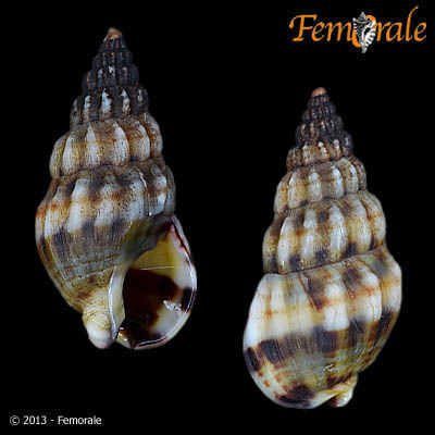 Image of Nassarius fraterculus